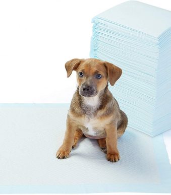 AmazonBasics-Dog-1.jpg