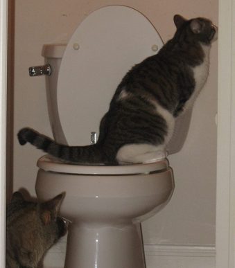 CitiKitty-2.jpg